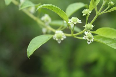 Lippia dulcis, photographed by Andrés Ramírez-Barrera
