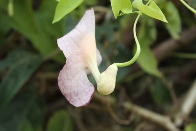 Aristolochia odoratissima, photographed by Andrés Ramírez-Barrera
