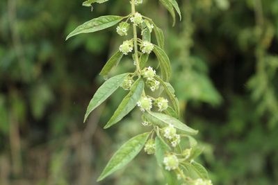 Lippia dulcis, photographed by Andrés Ramírez-Barrera