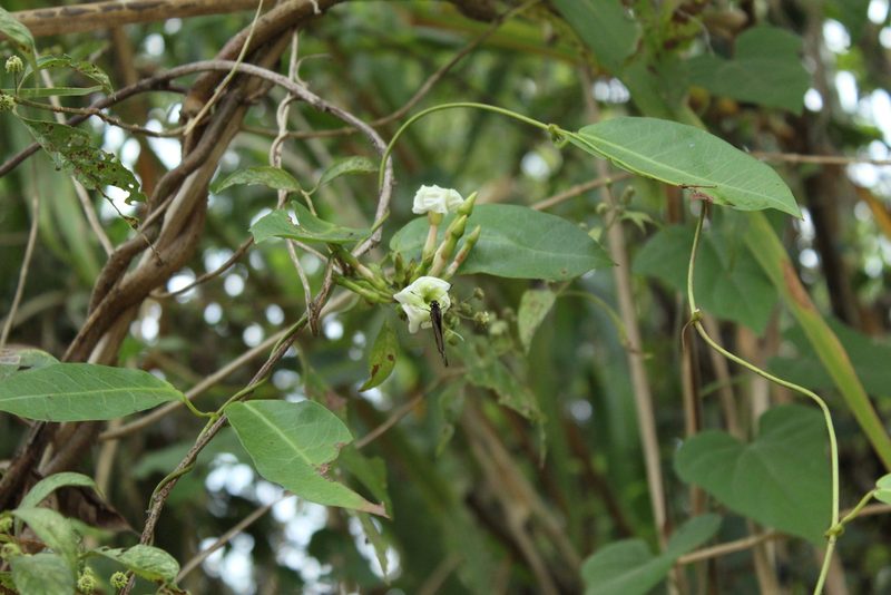 Mesechites trifidus, photographed by Andrés Ramírez-Barrera