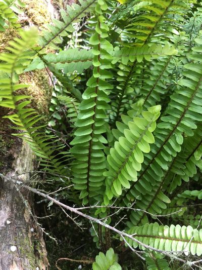 Nephrolepis flexuosa, photographed by Rose Zappa