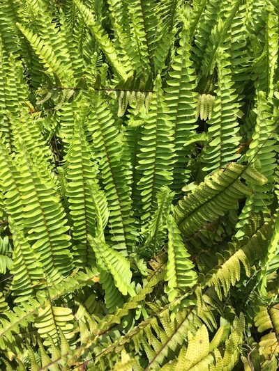 Nephrolepis flexuosa, photographed by Rose Zappa