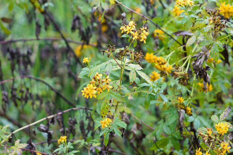 Tagetes nelsonii, photographed by ELOYJIMENEZ13