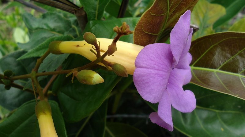 Amphilophium scabriusculum, photographed by russiannaturalistbrazil