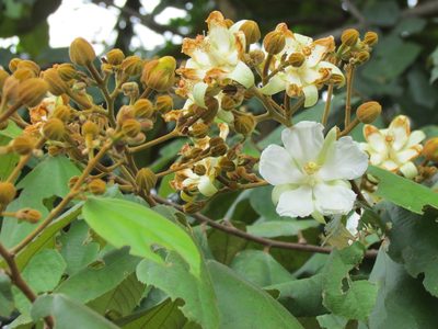 Luehea speciosa, photographed by Martín Sánchez Vilchis