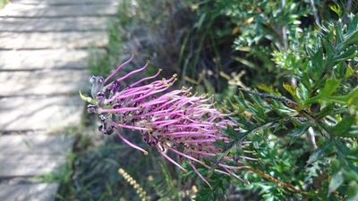 Grevillea acanthifolia, photographed by Tim
