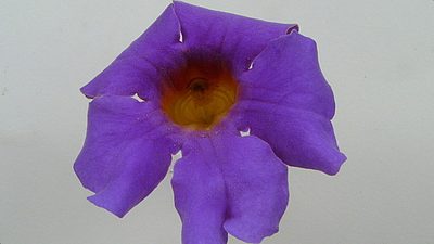 Amphilophium scabriusculum, photographed by russiannaturalistbrazil