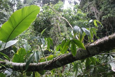 Philodendron tripartitum, photographed by Martín Sánchez Vilchis
