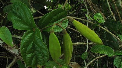 Amphilophium scabriusculum, photographed by russiannaturalistbrazil