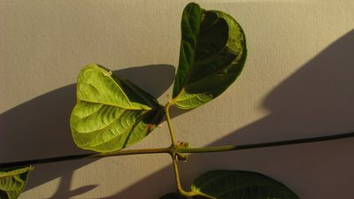 Amphilophium scabriusculum, photographed by russiannaturalistbrazil