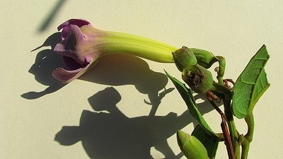 Amphilophium scabriusculum, photographed by russiannaturalistbrazil