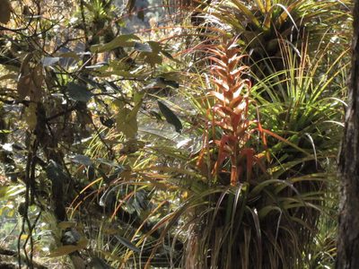 Tillandsia prodigiosa, photographed by Martín Sánchez Vilchis