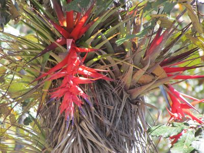 Tillandsia violacea, photographed by Martín Sánchez Vilchis
