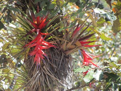 Tillandsia violacea, photographed by Martín Sánchez Vilchis