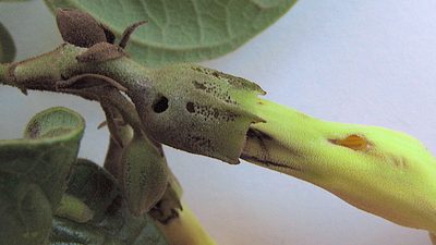 Amphilophium scabriusculum, photographed by russiannaturalistbrazil