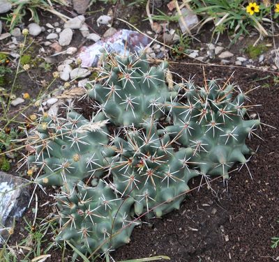 Coryphantha georgii, photographed by Pedro Nájera Quezada