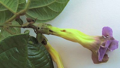 Amphilophium scabriusculum, photographed by russiannaturalistbrazil