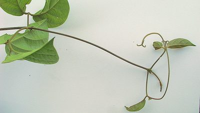 Amphilophium scabriusculum, photographed by russiannaturalistbrazil