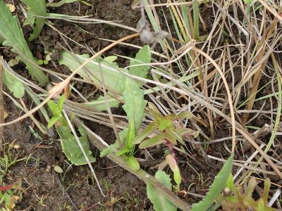 Senecio polyodon, photographed by Peter Warren