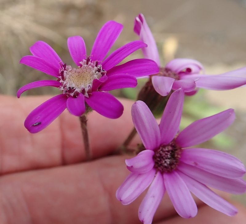 Senecio polyodon, photographed by Peter Warren
