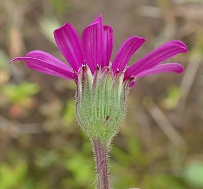 Senecio polyodon, photographed by Peter Warren