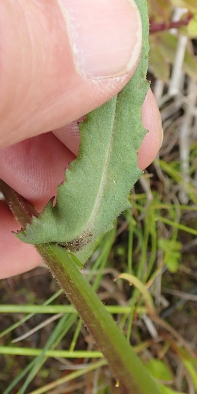 Senecio polyodon, photographed by Peter Warren