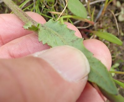 Senecio polyodon, photographed by Peter Warren