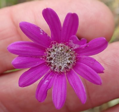 Senecio polyodon, photographed by Peter Warren