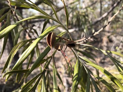 Grevillea banksii, photographed by elawrey