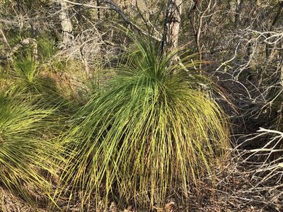 Xanthorrhoea latifolia, photographed by elawrey