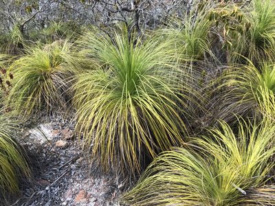 Xanthorrhoea latifolia, photographed by elawrey