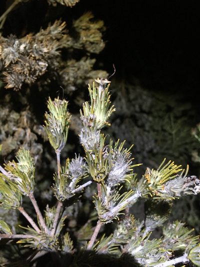 Adenanthos cygnorum, photographed by Samuel Brown
