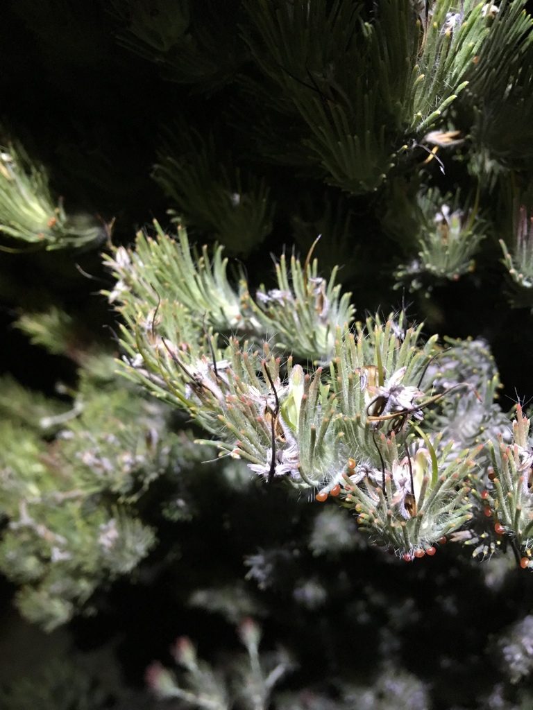 Adenanthos cygnorum, photographed by Samuel Brown