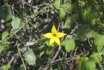 Schizocarpum parviflorum, photographed by Juan Cruzado Cortés