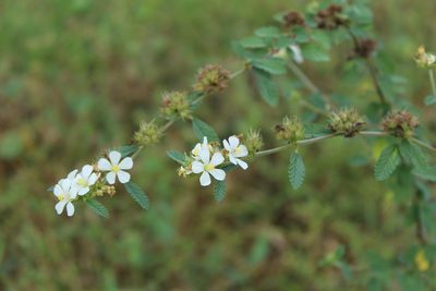 Melochia parvifolia, photographed by Andrés Ramírez-Barrera