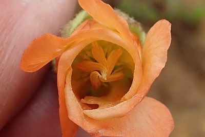 Hermannia cristata, photographed by Peter Warren