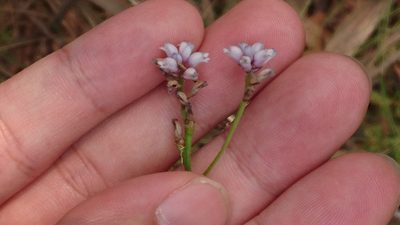 Conospermum tenuifolium, photographed by Tim