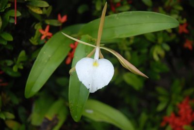 Epidendrum eburneum, photographed by Quentin Groom