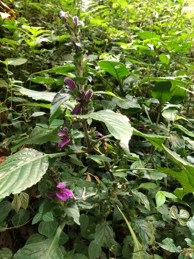 Brillantaisia madagascariensis, photographed by Hydrocycler (Elizabeth Dougherty)