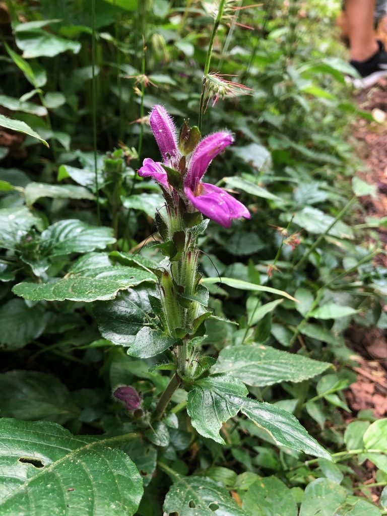 Brillantaisia madagascariensis, photographed by Hydrocycler (Elizabeth Dougherty)