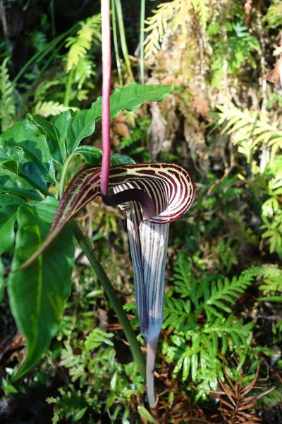 Arisaema thunbergii, photographed by agujaceratops
