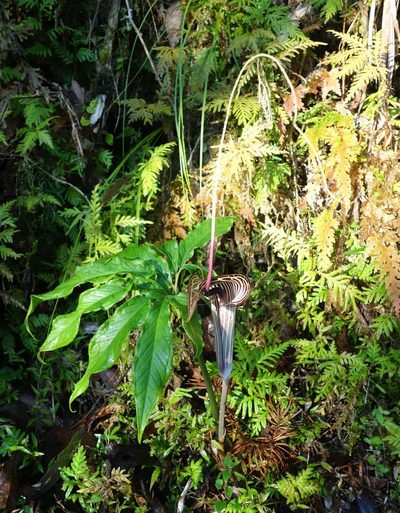 Arisaema thunbergii, photographed by agujaceratops