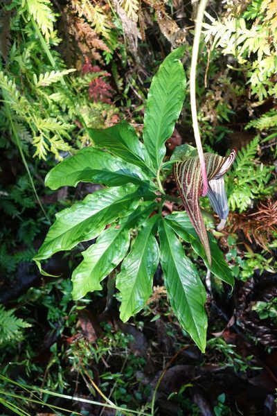 Arisaema thunbergii, photographed by agujaceratops