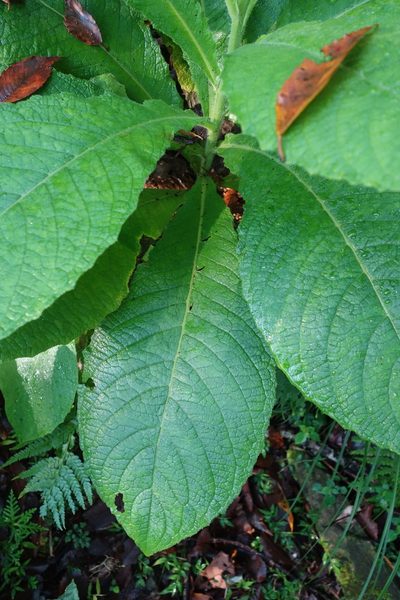 Blumea aromatica, photographed by agujaceratops