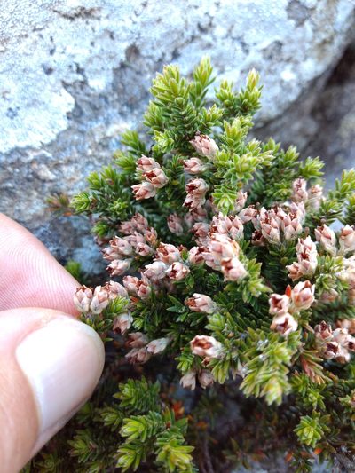 Erica diosmifolia, photographed by Seth Musker