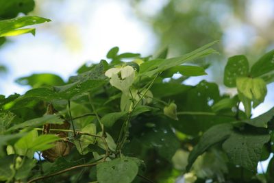 Dalechampia scandens, photographed by geralg