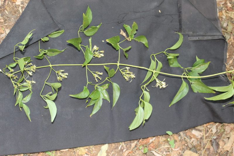 Clematis acapulcensis, photographed by geralg