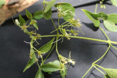Clematis acapulcensis, photographed by geralg