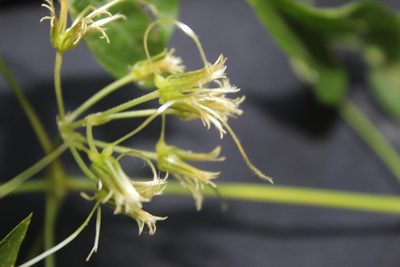 Clematis acapulcensis, photographed by geralg