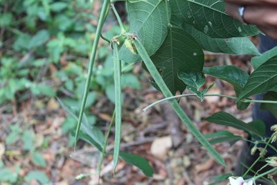 Centrosema macrocarpum, photographed by geralg